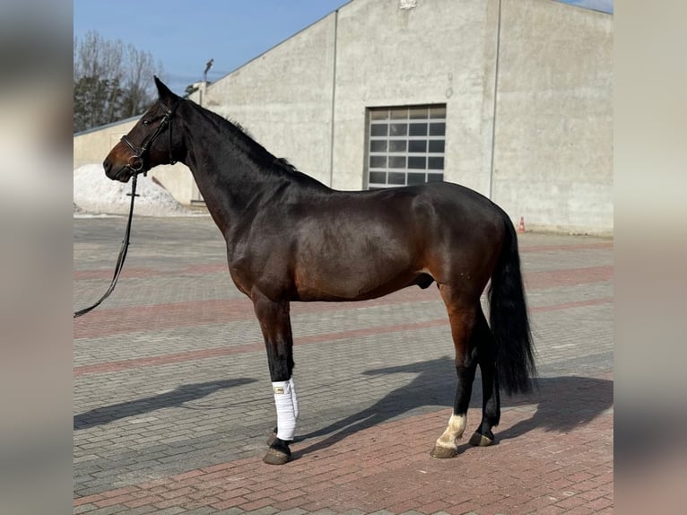 Caballo de salto Oldenburgo Yegua 12 años 164 cm Morcillo in Wrocław