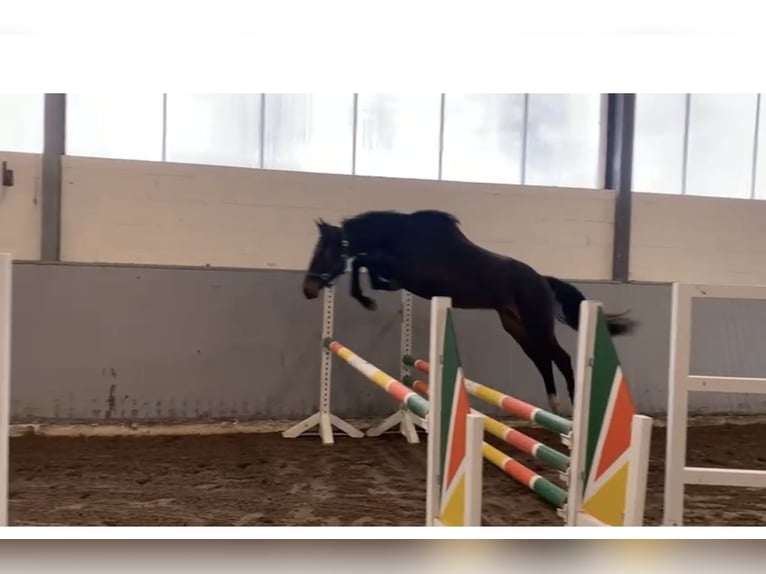 Caballo de salto Oldenburgo Yegua 12 años 164 cm Negro in Karben