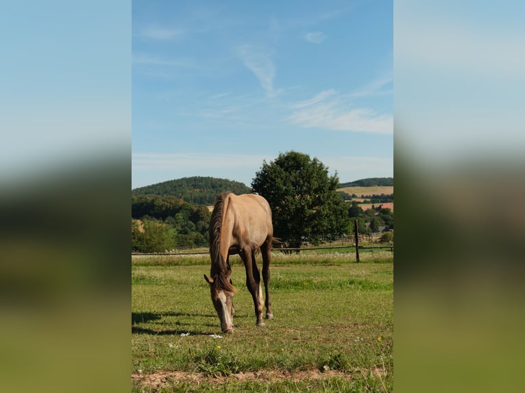 Caballo de salto Oldenburgo Yegua 12 años 166 cm Tordo in Mielno