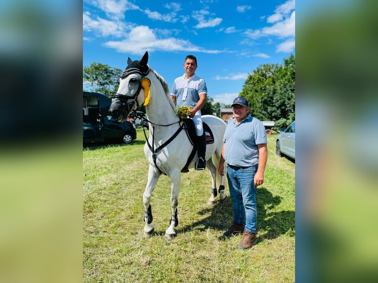 Caballo de salto Oldenburgo Yegua 12 años 167 cm Tordo in BAD BIBRA