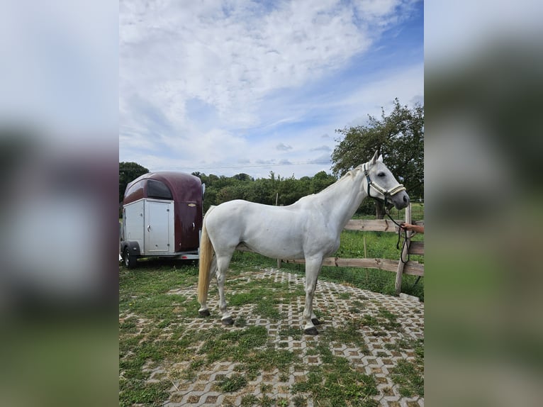 Caballo de salto Oldenburgo Yegua 12 años 167 cm Tordo in BAD BIBRA