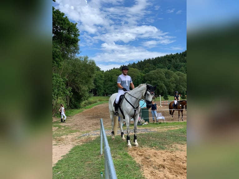 Caballo de salto Oldenburgo Yegua 12 años 167 cm Tordo in BAD BIBRA