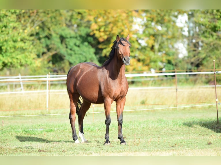 Caballo de salto Oldenburgo Yegua 12 años 168 cm Castaño in Ubstadt-Weiher