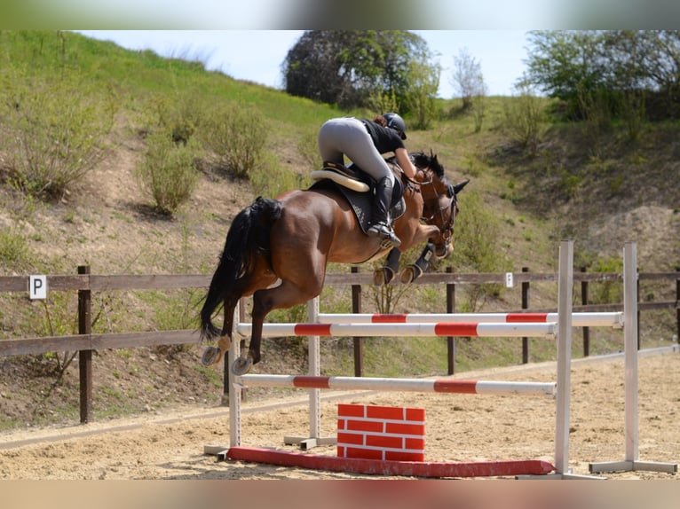 Caballo de salto Oldenburgo Yegua 12 años 168 cm Castaño in Ubstadt-Weiher