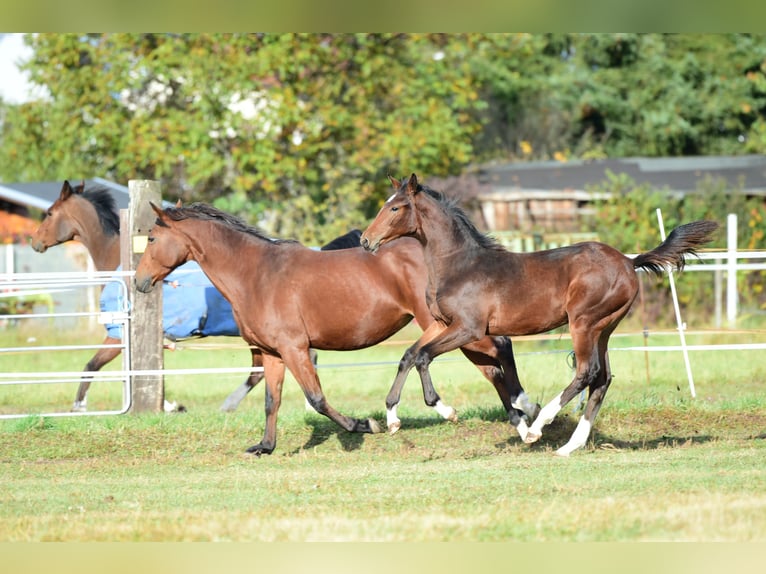 Caballo de salto Oldenburgo Yegua 12 años 168 cm Castaño in Ubstadt-Weiher