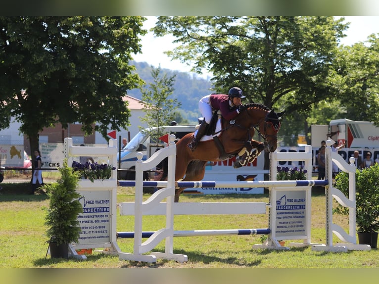 Caballo de salto Oldenburgo Yegua 12 años 168 cm Castaño in Ubstadt-Weiher