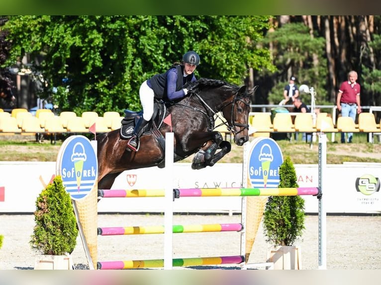 Caballo de salto Oldenburgo Yegua 12 años 168 cm Morcillo in Zalrz&#xF3;w