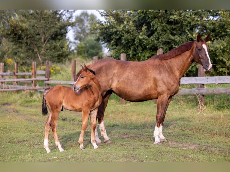 Caballo de salto Oldenburgo Yegua 12 años 170 cm Alazán in Ochudno