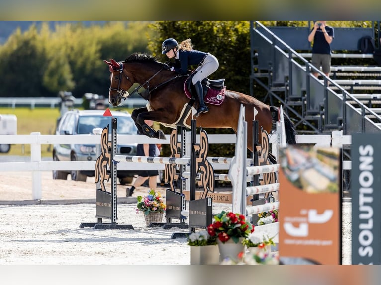 Caballo de salto Oldenburgo Yegua 12 años 170 cm Castaño in Mlada Boleslav