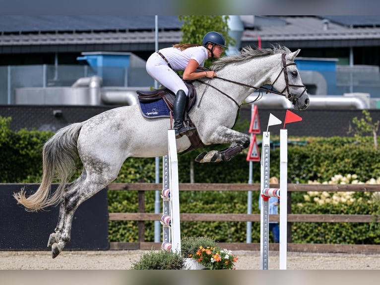 Caballo de salto Oldenburgo Yegua 12 años 173 cm Tordo in Renswoude
