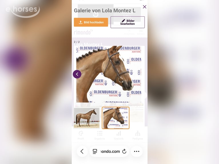 Caballo de salto Oldenburgo Yegua 12 años 174 cm Alazán-tostado in Vechta