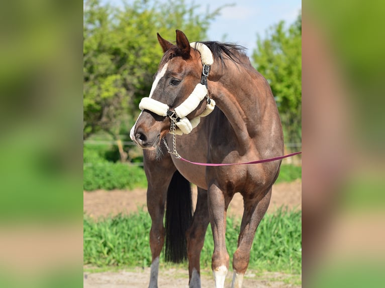 Caballo de salto Oldenburgo Yegua 13 años 165 cm Alazán-tostado in radziejów