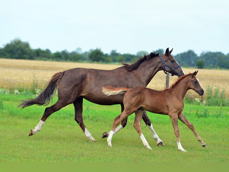 Caballo de salto Oldenburgo Yegua 13 años 165 cm Alazán-tostado in radziejów