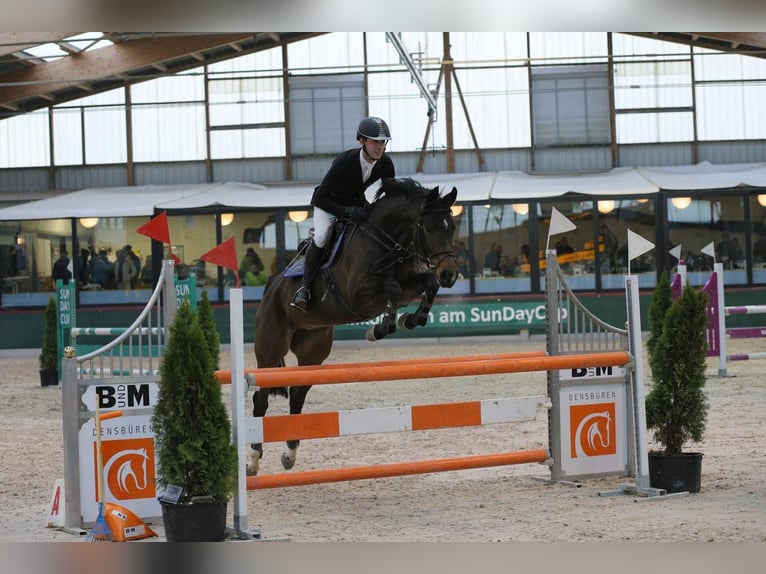 Caballo de salto Oldenburgo Yegua 13 años 166 cm Castaño oscuro in Sch&#xF6;neck/Vogtland
