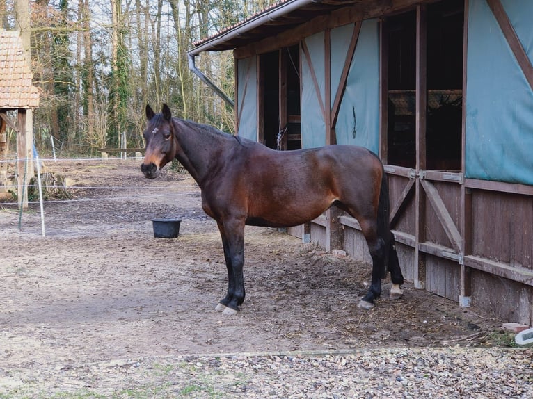 Caballo de salto Oldenburgo Yegua 13 años 167 cm Castaño in Braunschweig