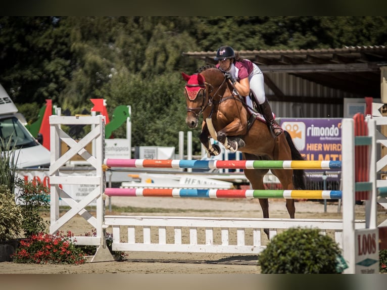 Caballo de salto Oldenburgo Yegua 13 años 168 cm Castaño in Ubstadt-Weiher