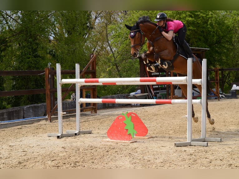 Caballo de salto Oldenburgo Yegua 13 años 168 cm Castaño in Ubstadt-Weiher