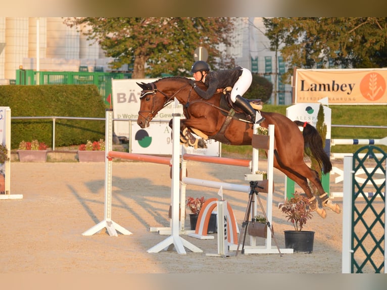 Caballo de salto Oldenburgo Yegua 13 años 168 cm Castaño in Ubstadt-Weiher