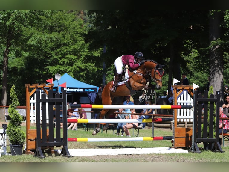 Caballo de salto Oldenburgo Yegua 13 años 168 cm Castaño in Ubstadt-Weiher