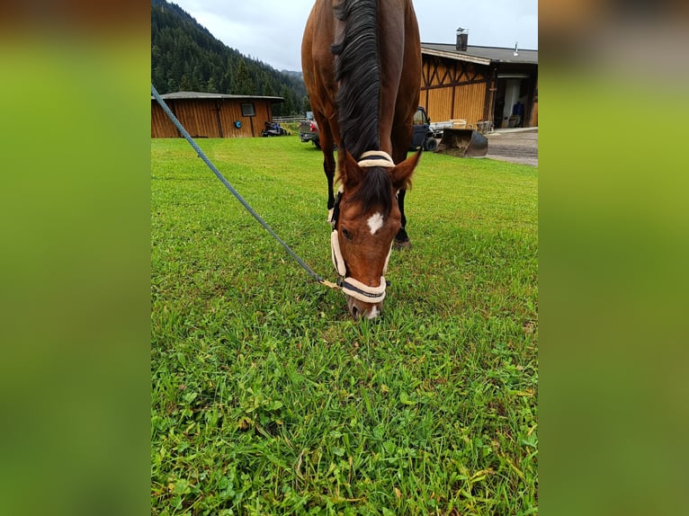 Caballo de salto Oldenburgo Yegua 13 años 168 cm Castaño oscuro in Riezlern