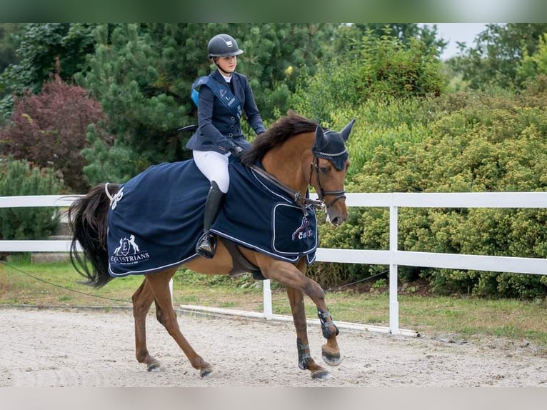 Caballo de salto Oldenburgo Yegua 13 años 169 cm Alazán in Brno