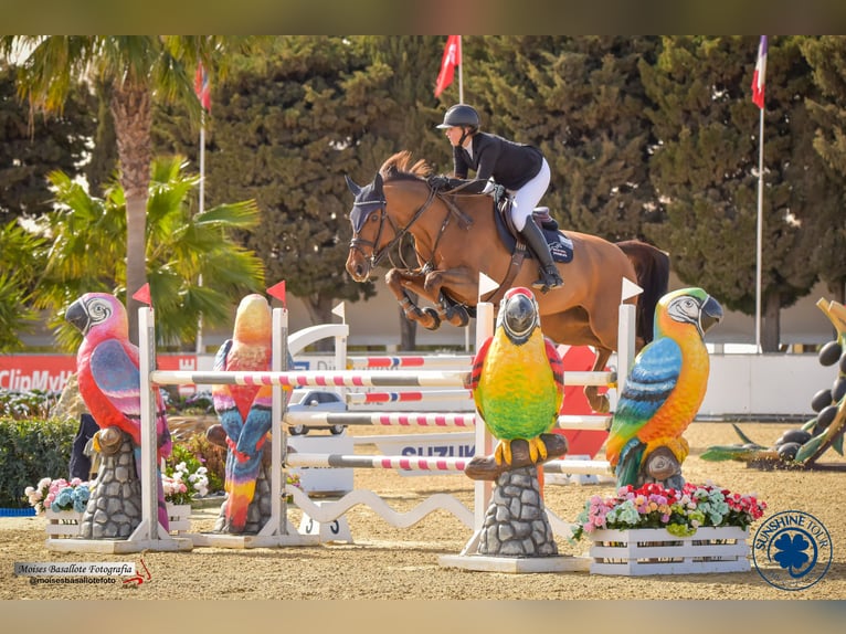 Caballo de salto Oldenburgo Yegua 13 años 169 cm Alazán in Brno