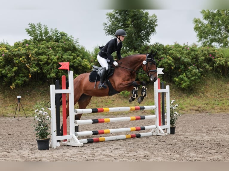 Caballo de salto Oldenburgo Yegua 13 años 170 cm Castaño in Diekhusen-Fahrstedt