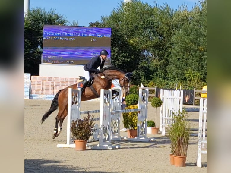 Caballo de salto Oldenburgo Yegua 13 años 170 cm Castaño in Hanerau-Hademarschen