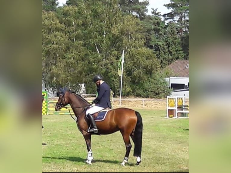 Caballo de salto Oldenburgo Yegua 13 años 170 cm Castaño in Hanerau-Hademarschen