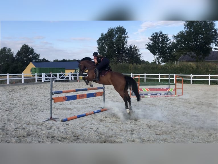 Caballo de salto Oldenburgo Yegua 13 años 172 cm Castaño in Goslar
