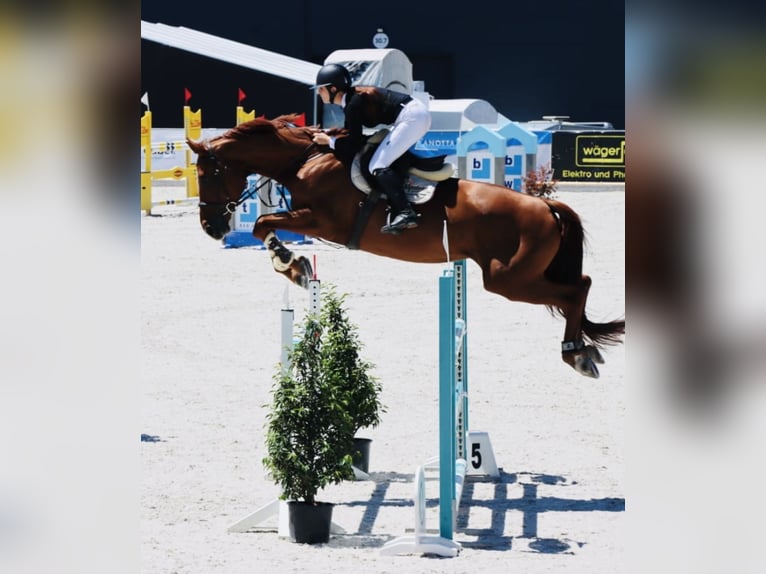 Caballo de salto Oldenburgo Yegua 13 años 182 cm Alazán in Gossau SG