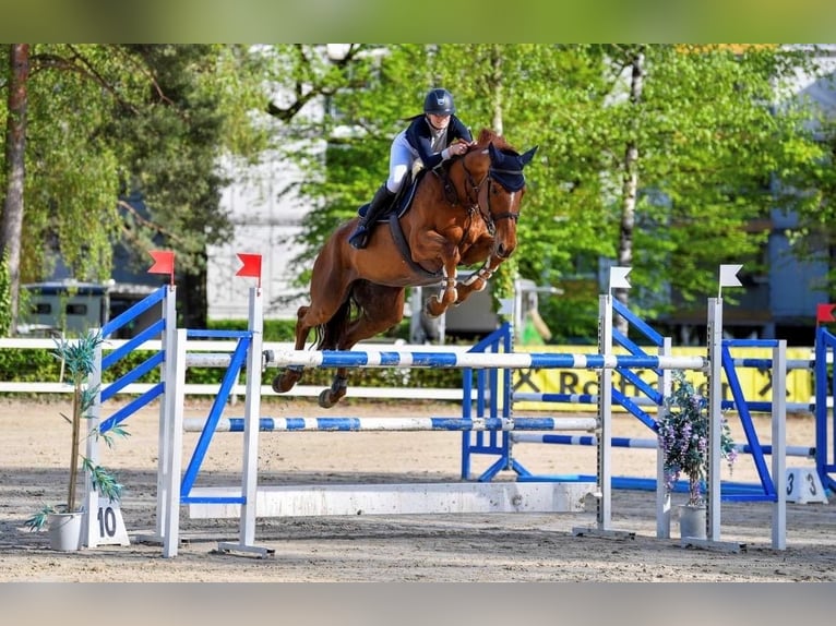 Caballo de salto Oldenburgo Yegua 13 años 182 cm Alazán in Gossau SG