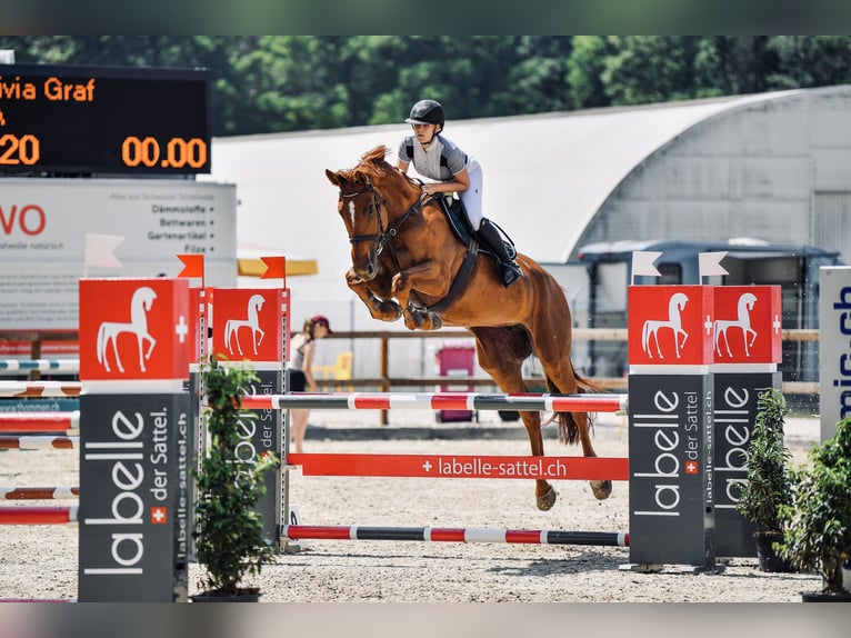 Caballo de salto Oldenburgo Yegua 13 años 182 cm Alazán in Gossau SG