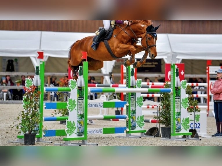 Caballo de salto Oldenburgo Yegua 13 años 182 cm Alazán in Gossau SG