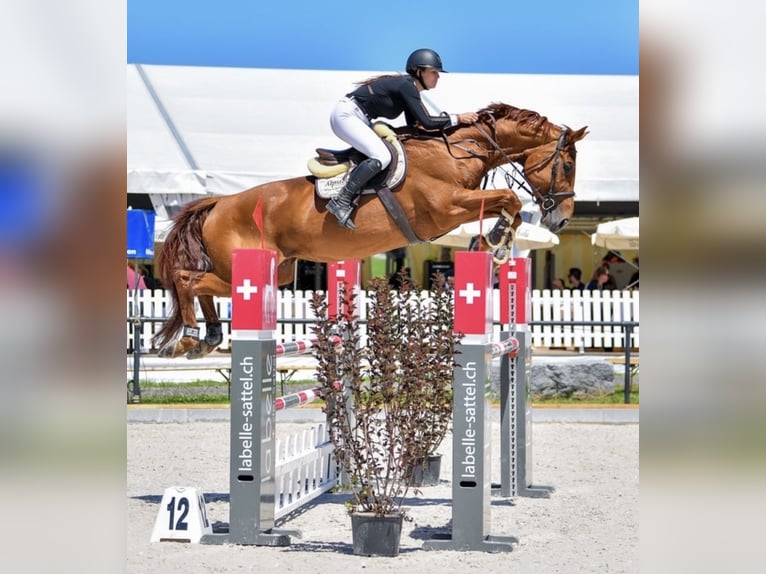 Caballo de salto Oldenburgo Yegua 13 años 182 cm Alazán in Gossau SG