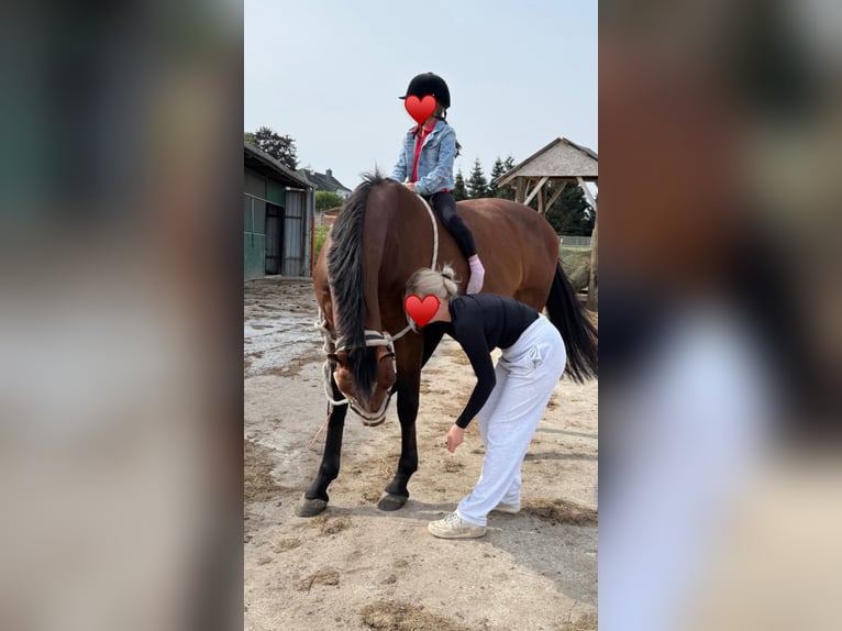 Caballo de salto Oldenburgo Yegua 13 años Castaño in Behrensdorf