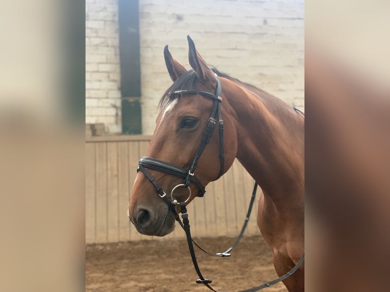 Caballo de salto Oldenburgo Yegua 13 años Castaño in Behrensdorf