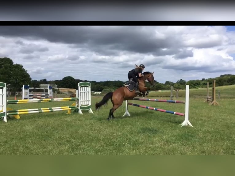 Caballo de salto Oldenburgo Yegua 13 años Castaño in Behrensdorf