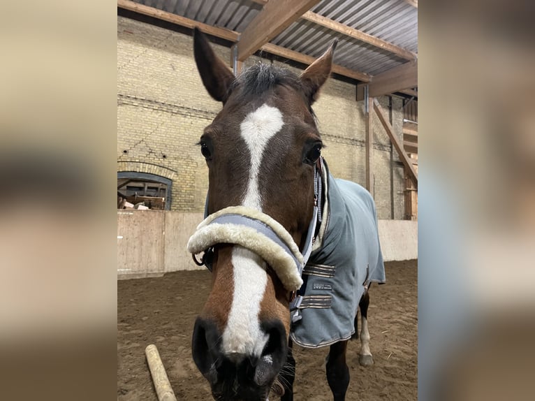 Caballo de salto Oldenburgo Yegua 14 años 157 cm Castaño in Fehmarn