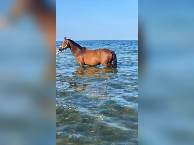 Caballo de salto Oldenburgo Yegua 14 años 157 cm Castaño in Fehmarn