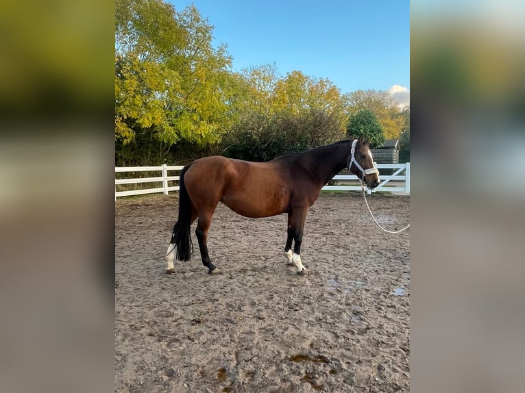 Caballo de salto Oldenburgo Yegua 14 años 157 cm Castaño in Fehmarn