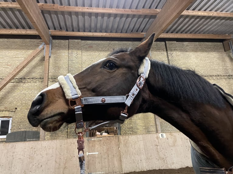 Caballo de salto Oldenburgo Yegua 14 años 157 cm Castaño in Fehmarn