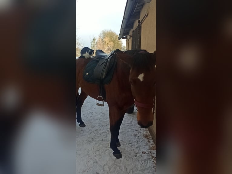Caballo de salto Oldenburgo Yegua 14 años 158 cm Castaño in Reichenberg