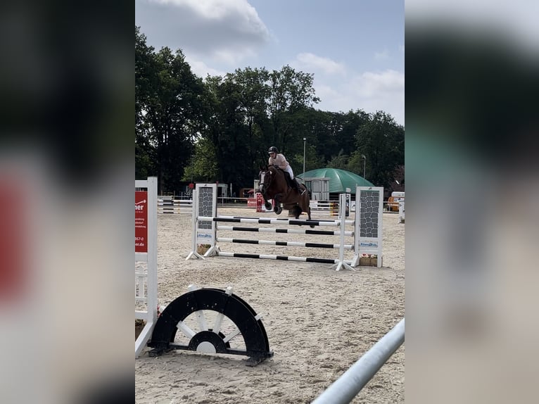 Caballo de salto Oldenburgo Yegua 14 años 160 cm Castaño in Lachendorf