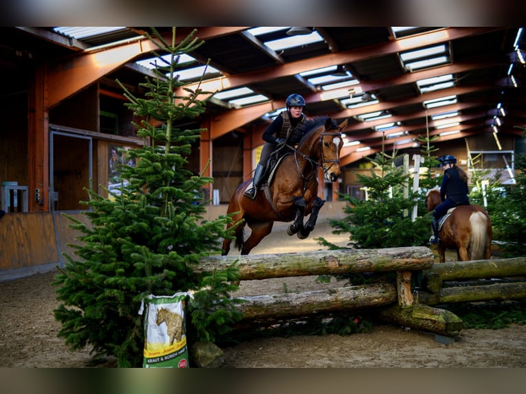 Caballo de salto Oldenburgo Yegua 14 años 163 cm Castaño in Aurich