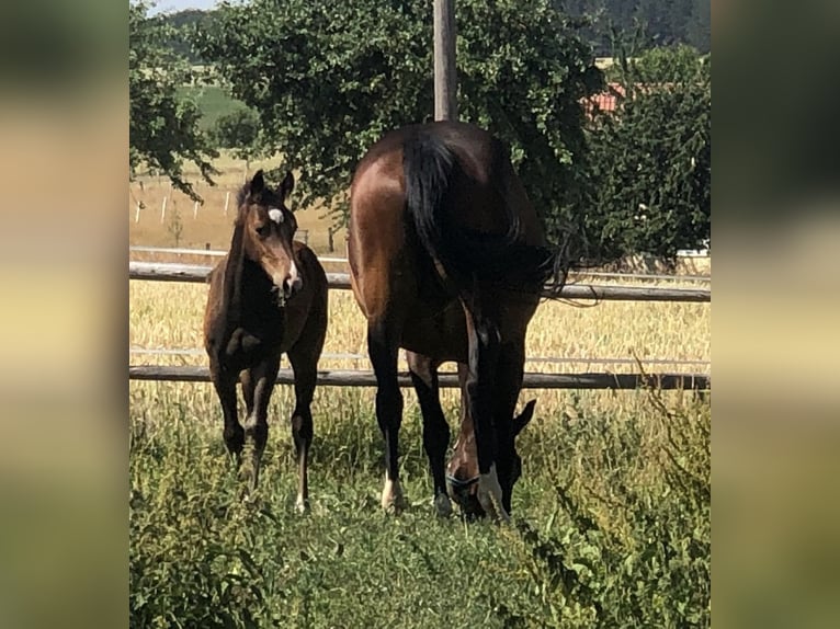 Caballo de salto Oldenburgo Yegua 14 años 163 cm Castaño oscuro in Bad Driburg