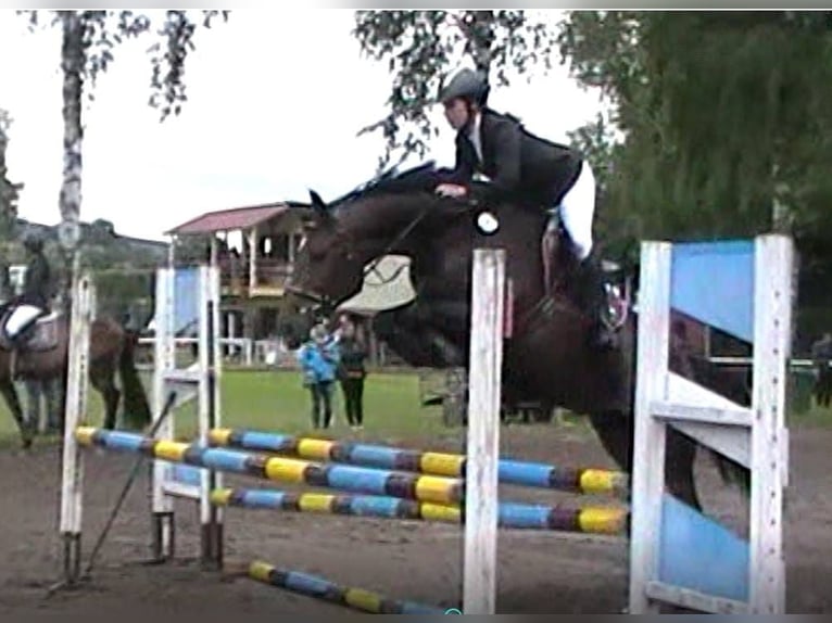 Caballo de salto Oldenburgo Yegua 14 años 163 cm Castaño oscuro in Stulln