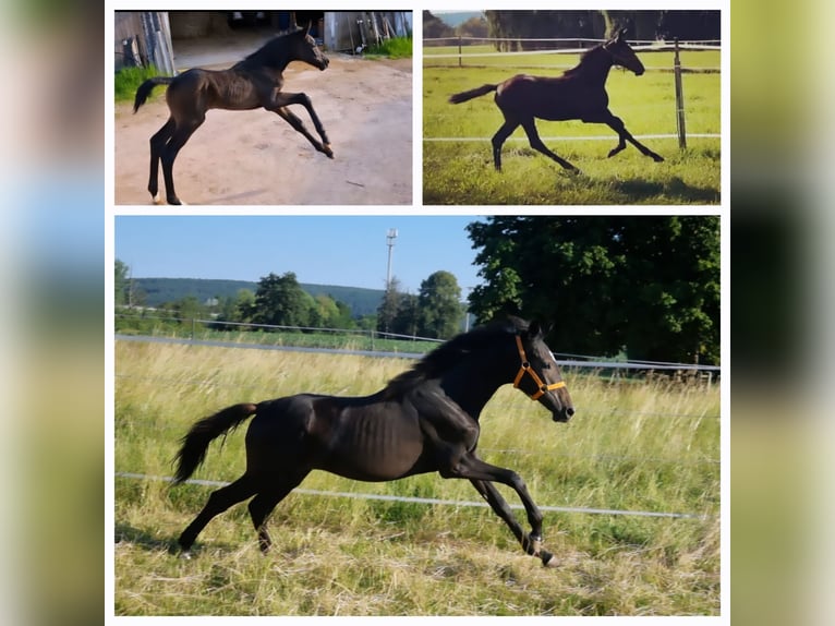 Caballo de salto Oldenburgo Yegua 14 años 163 cm Castaño oscuro in Stulln