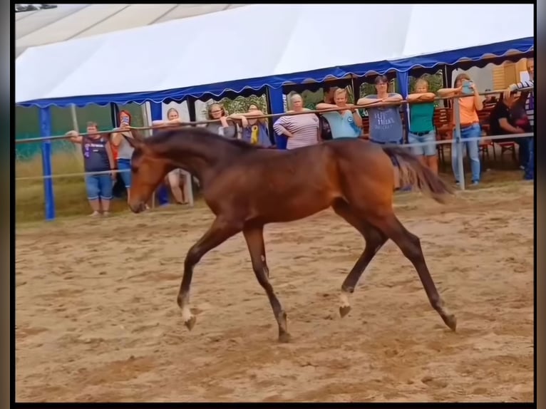 Caballo de salto Oldenburgo Yegua 14 años 163 cm Castaño oscuro in Stulln