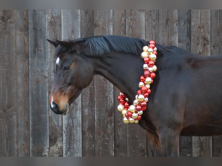 Caballo de salto Oldenburgo Yegua 14 años 164 cm Castaño in Garbsen